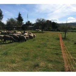 Malla p oveja 90cm x 50m 8 hebras electrificada Speedrite
