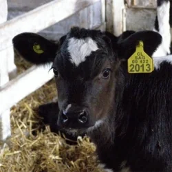 DIIO Electrónico HDX Zeetags