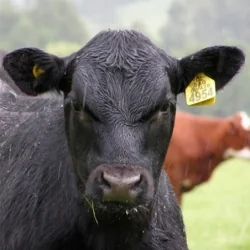 DIIO Electrónico FDX Zeetags