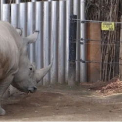 Cerco eléctrico para zoologicos
