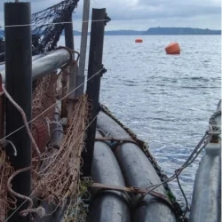 Cerco eléctrico para lobos marinos