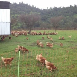 Cerco eléctrico para gallinas