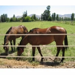 Cerco eléctrico para equinos