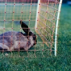 Cerco eléctrico para conejos