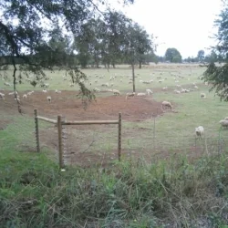 Cerco eléctrico ganadero fijo para ovinos